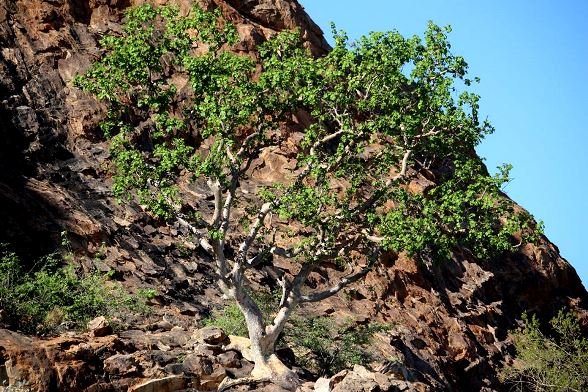 Ficus abutilifolia, the large-leaved rock fig