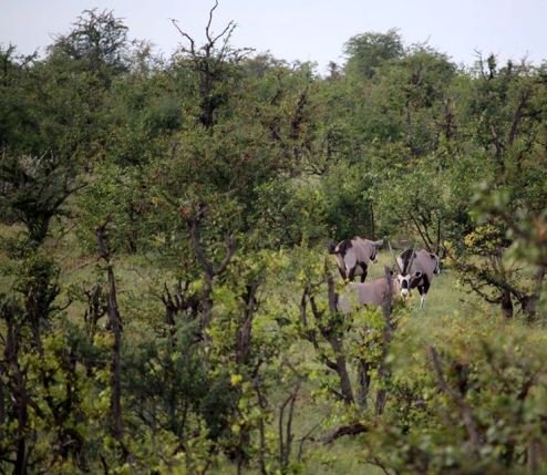Gemsbok