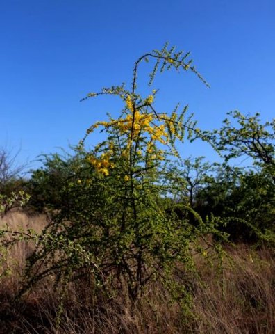 Rhigozum zambesiacum, the mopaniegranaat 