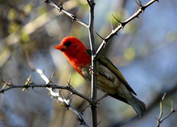 Redheaded weaver