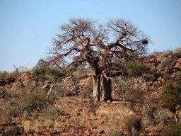 Mapungubwe National Park