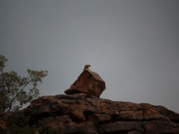 Dassie scout