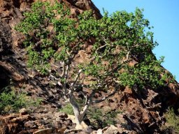 Ficus abutilifolia, the large-leaved rock fig
