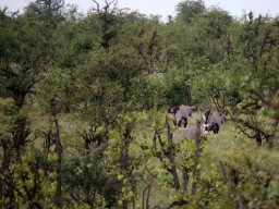 Gemsbok