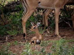 Impala lamb