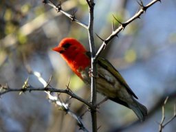 Redheaded weaver