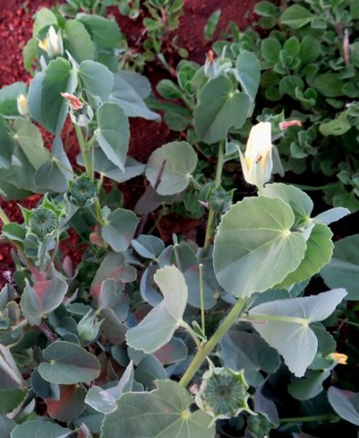 Abutilon austro-africanum leaf variability