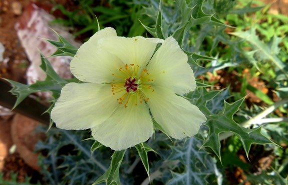 Argemone ochroleuca subsp. ochroleuca