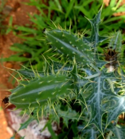 Argemone ochroleuca subsp. ochroleucha leaves and fruit