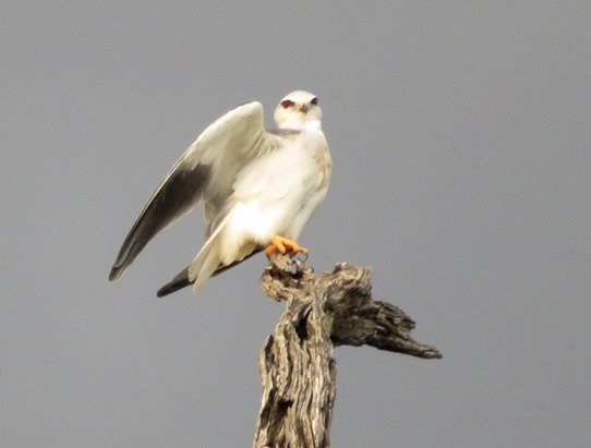 Blackshouldered kite, the blouvalk