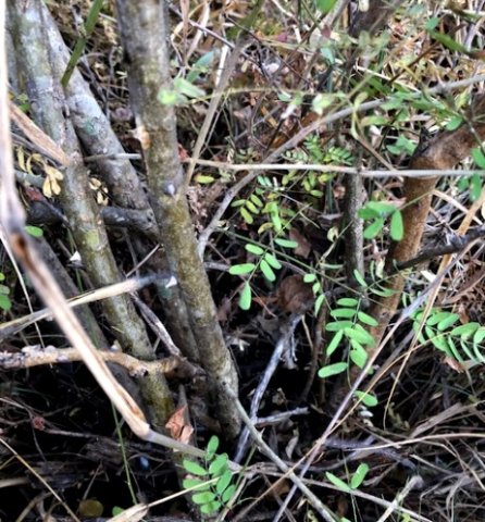 Caesalpinia rostrata