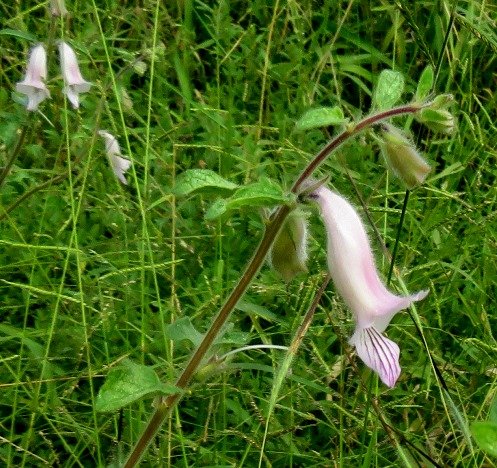 Ceratotheca triloba, the wild foxglove