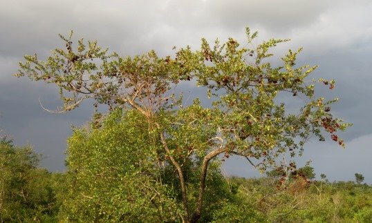 Combretum hereroense awaiting rain