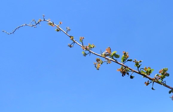 Combretum mossambicense far-reaching