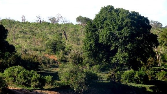 Dead trees among the living