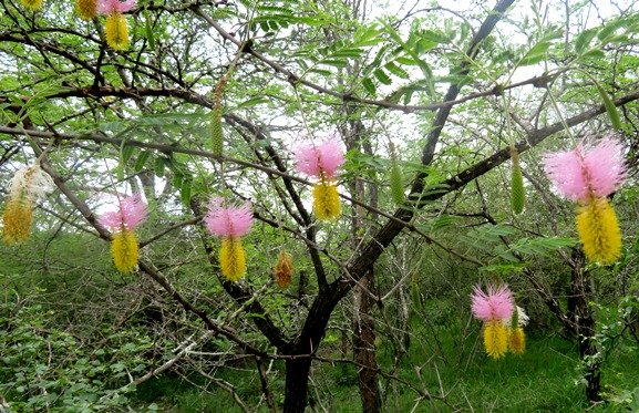 Dichrostachys cinerea, sickle-bush