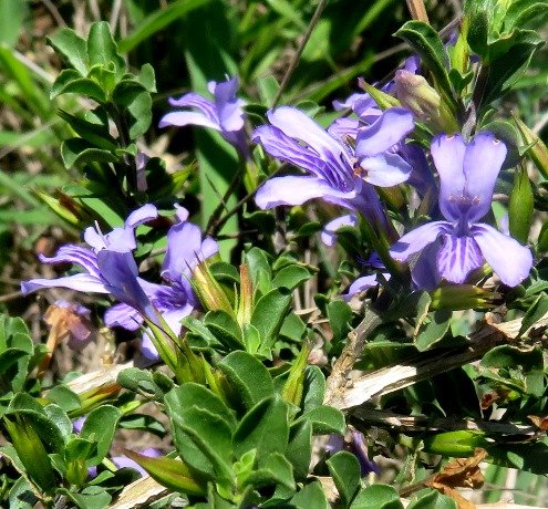 Dyschoriste rogersii flowers