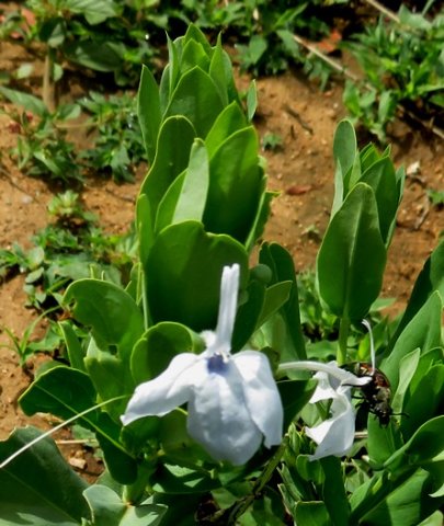 Ecbolium glabratum and pollinator