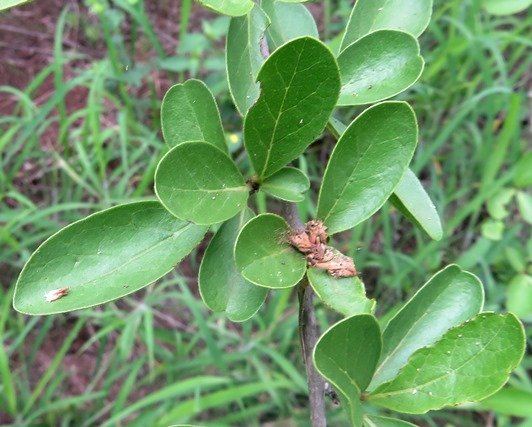 Ehretia rigida subsp. nervifolia leaves