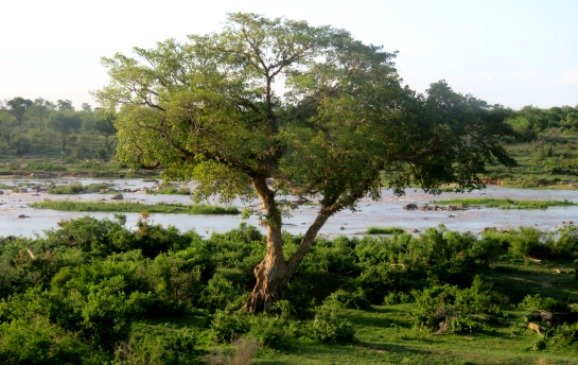 Ficus sycomorus... a giant, maybe a legend