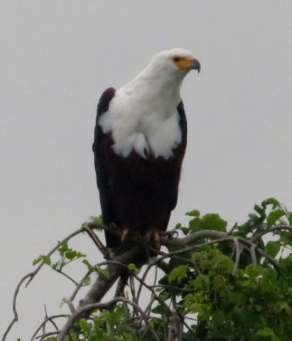 African fish eagle