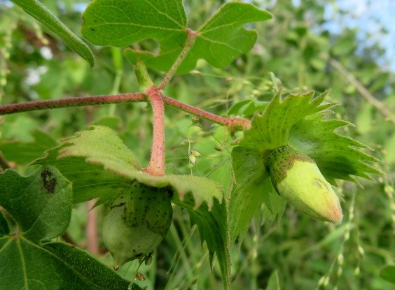 Gossypium herbaceum subsp. africanum bud and fruit