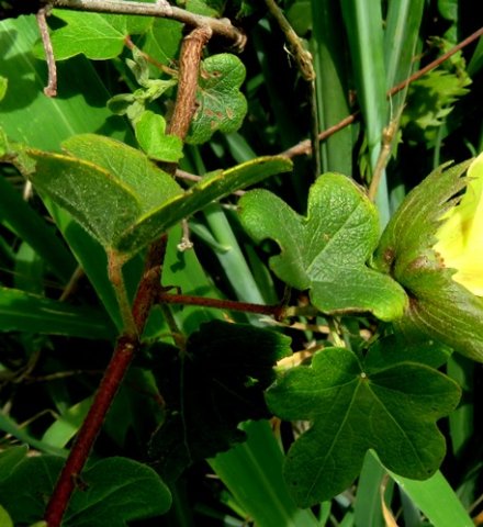Gossypium herbaceum subsp. africanum colour games