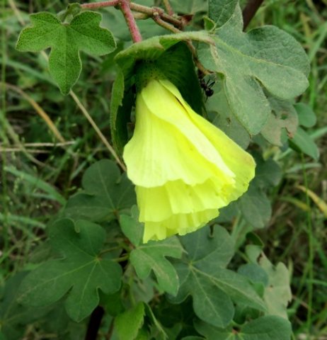 Gossypium herbaceum subsp. africanum bashful bloom
