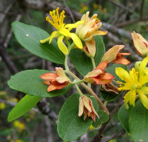 Grewia bicolor var. bicolor young and old flowers