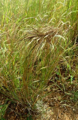 Heteropogon contortus tanglehead