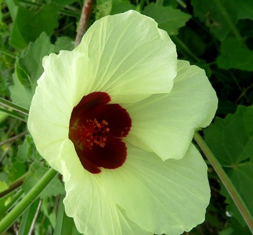 Hibiscus vitifolius