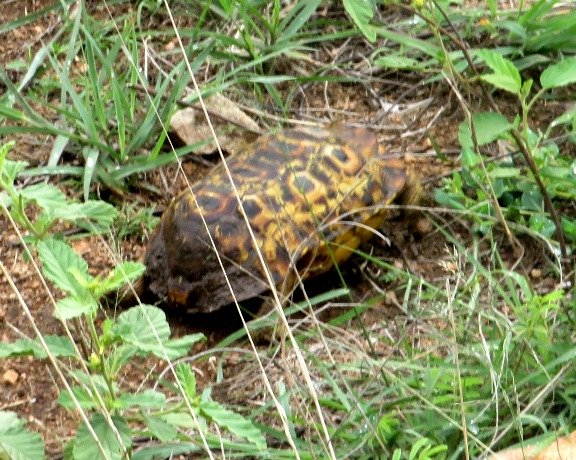 Hingeback tortoise