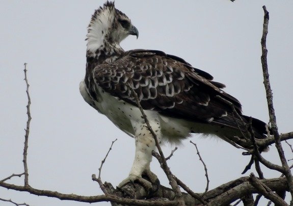 Martial eagle, immature
