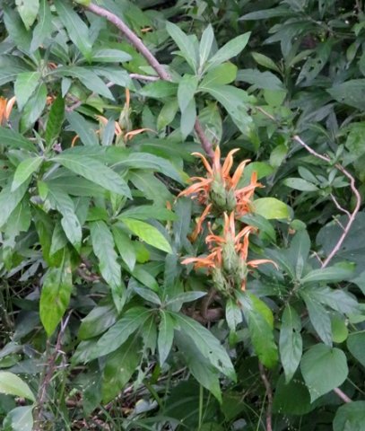 Metarungia longistrobus
