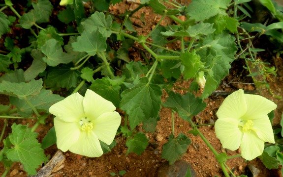Pavonia burchellii, an herbaceous shrub 
