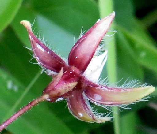 Pergularia daemia subsp. daemia flower from behind