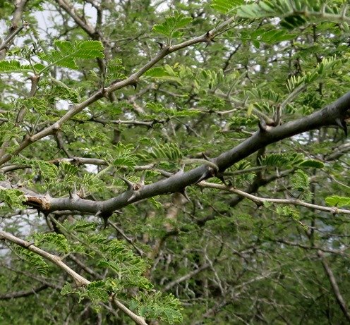 Senegalia senegal var. leiorhachis, the slender three-hook thorn