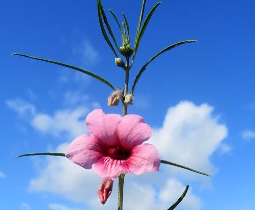 Sesamum alatum, the wing-seeded sesame