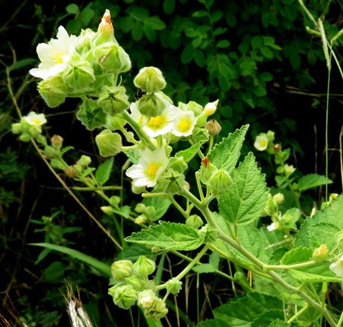 Sida cordifolia subsp. cordifolia, flannelweed