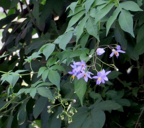 Solanum seaforthianum, the slender potato creeper from America