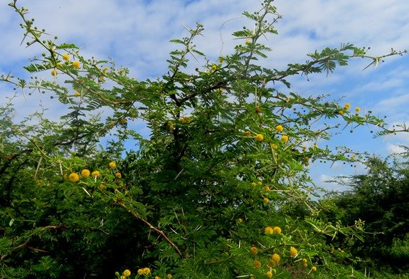 Vachellia karroo crown expanding