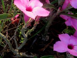 Adenium swazicum bare stems