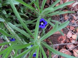 Aptosimum lineare var. lineare