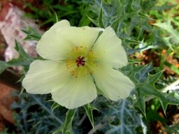 Argemone ochroleuca subsp. ochroleuca