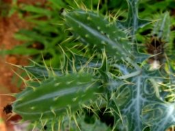 Argemone ochroleuca subsp. ochroleucha leaves and fruit