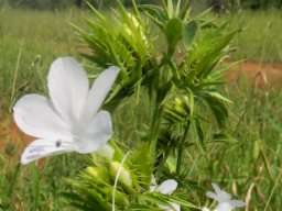 Barleria elegans stem-tip