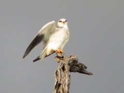 Blackshouldered kite, the blouvalk