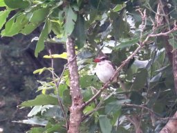 Brownhooded kingfisher
