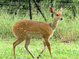 Bushbuck inside the house camp