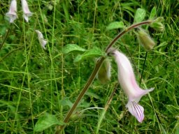 Ceratotheca triloba, the wild foxglove